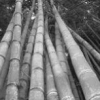 Self-building using bamboo